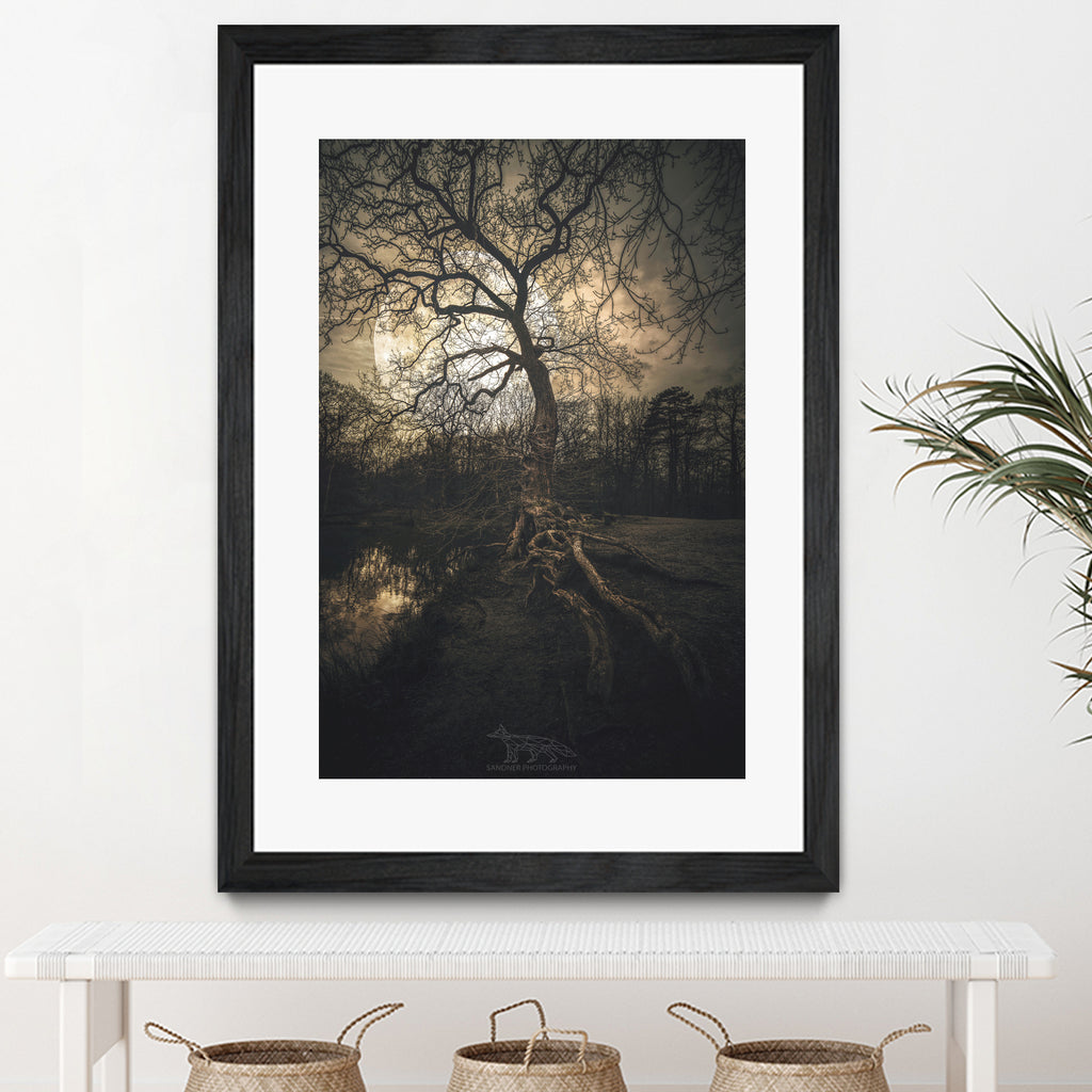 Loughtons Forest by Steven Sandner on GIANT ART - white digital drawing