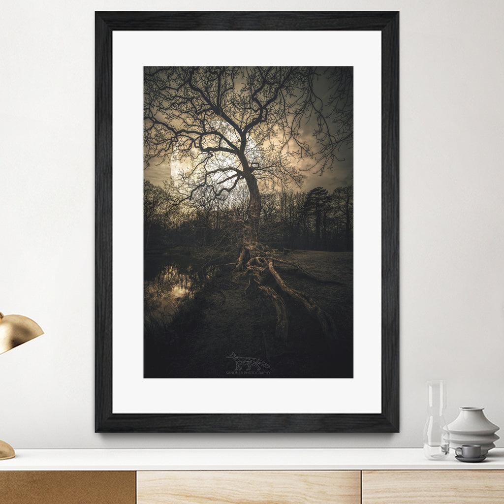 Loughtons Forest by Steven Sandner on GIANT ART - white digital drawing