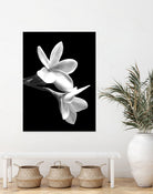 White Flowers Black Background by Alessandra Minervini on GIANT ART - black digital painting