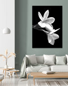 White Flowers Black Background by Alessandra Minervini on GIANT ART - black digital painting