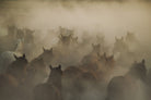 in dust by Huseyin on GIANT ART - photography horses