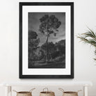 Arbores  by Pepa on GIANT ART - black botanical framed canvas