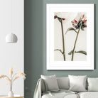 Peony 01 by Pictufy on GIANT ART - still life flower