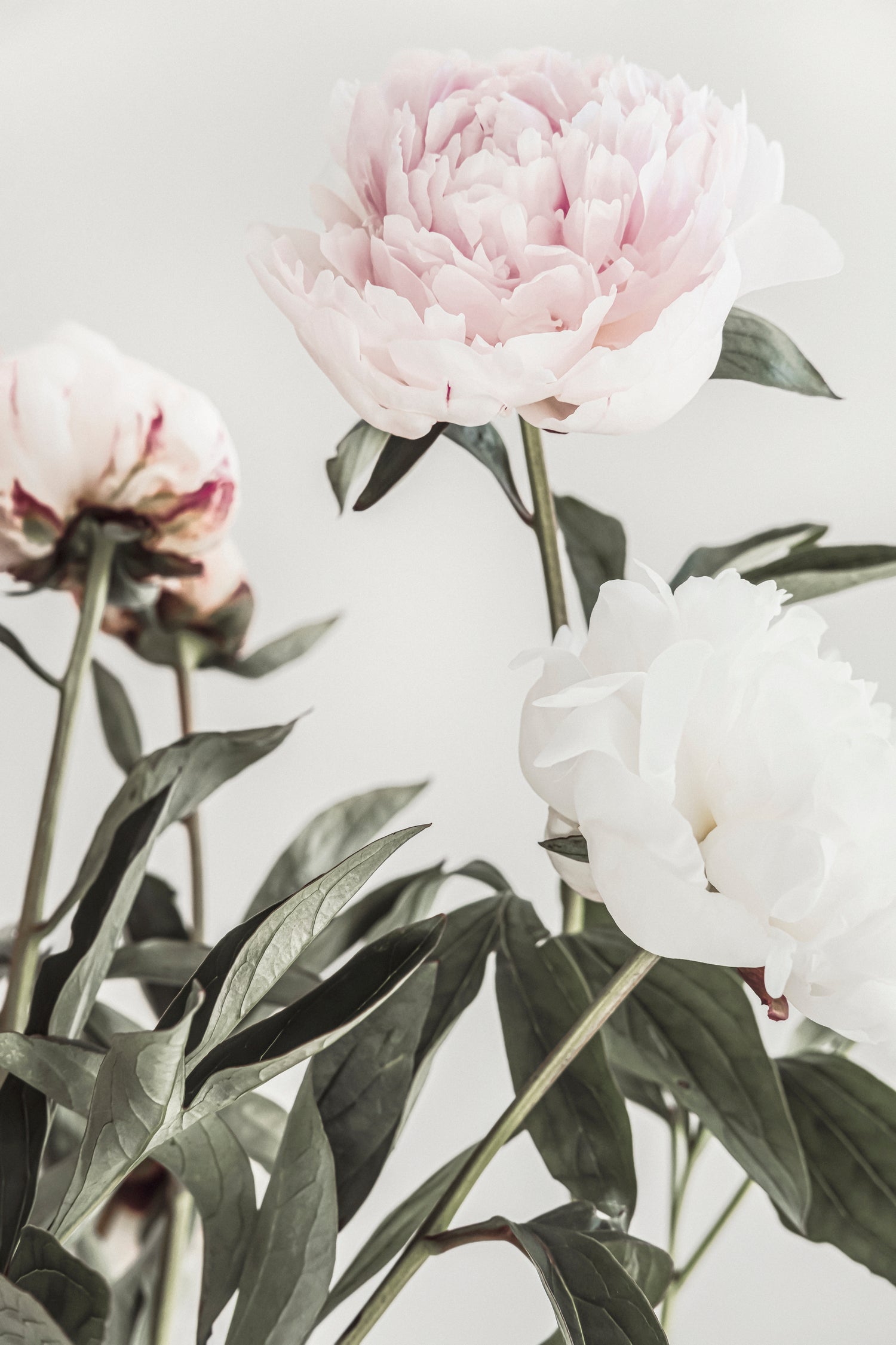 Peony 04 by Pictufy on GIANT ART - still life flower