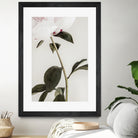 Peony 09 by Pictufy on GIANT ART - still life flower