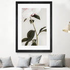 Peony 09 by Pictufy on GIANT ART - still life flower