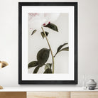 Peony 09 by Pictufy on GIANT ART - still life flower