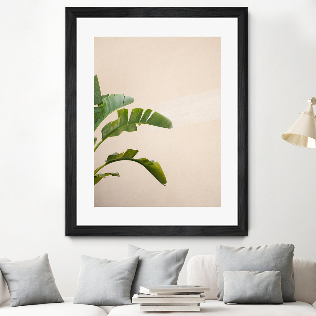 Cannes Banana Plant by Raisa on GIANT ART - photography banana