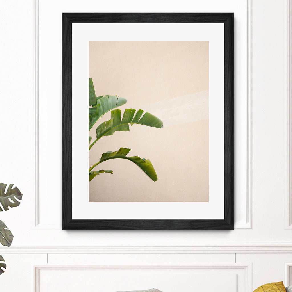 Cannes Banana Plant by Raisa on GIANT ART - photography banana