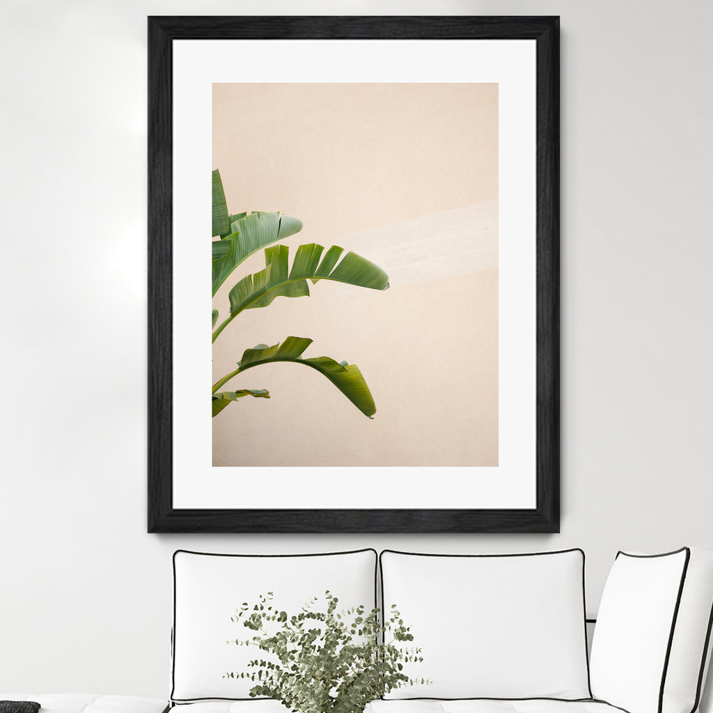 Cannes Banana Plant by Raisa on GIANT ART - photography banana