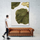 Abutifolia No2 by Shot on GIANT ART - photography still life