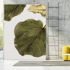 Abutifolia No2 by Shot on GIANT ART - photography still life