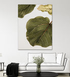 Abutifolia No2 by Shot on GIANT ART - photography still life