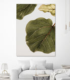 Abutifolia No2 by Shot on GIANT ART - photography still life