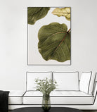 Abutifolia No2 by Shot on GIANT ART - photography still life