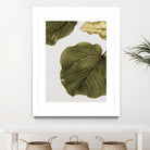 Abutifolia No2 by Shot on GIANT ART - photography still life