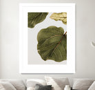 Abutifolia No2 by Shot on GIANT ART - photography still life