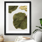 Abutifolia No2 by Shot on GIANT ART - photography still life