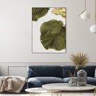 Abutifolia No2 by Shot on GIANT ART - photography still life