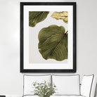 Abutifolia No2 by Shot on GIANT ART - photography still life