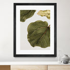 Abutifolia No2 by Shot on GIANT ART - photography still life