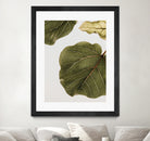 Abutifolia No2 by Shot on GIANT ART - photography still life