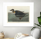 American Scoter Duck From Birds of America (1827) by John James Audubon on GIANT ART - animals john james audubon