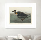 American Scoter Duck From Birds of America (1827) by John James Audubon on GIANT ART - animals john james audubon