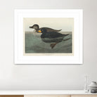 American Scoter Duck From Birds of America (1827) by John James Audubon on GIANT ART - animals john james audubon