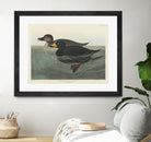 American Scoter Duck From Birds of America (1827) by John James Audubon on GIANT ART - animals john james audubon