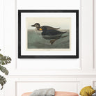 American Scoter Duck From Birds of America (1827) by John James Audubon on GIANT ART - animals john james audubon