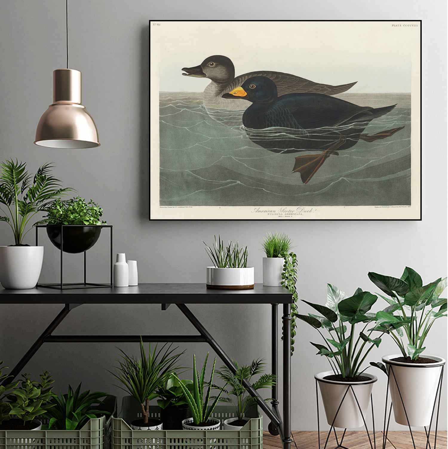 American Scoter Duck From Birds of America (1827) by John James Audubon on GIANT ART - animals john james audubon