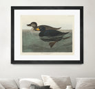 American Scoter Duck From Birds of America (1827) by John James Audubon on GIANT ART - animals john james audubon