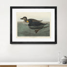 American Scoter Duck From Birds of America (1827) by John James Audubon on GIANT ART - animals john james audubon