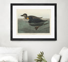 American Scoter Duck From Birds of America (1827) by John James Audubon on GIANT ART - animals john james audubon