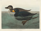 American Scoter Duck From Birds of America (1827) by John James Audubon on GIANT ART - animals john james audubon