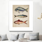 Trio of Ocean Life by Emel Tunaboylu on GIANT ART - animals vintage fish illustration