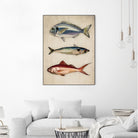 Trio of Ocean Life by Emel Tunaboylu on GIANT ART - animals vintage fish illustration