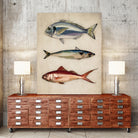 Trio of Ocean Life by Emel Tunaboylu on GIANT ART - animals vintage fish illustration