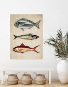 Trio of Ocean Life by Emel Tunaboylu on GIANT ART - animals vintage fish illustration