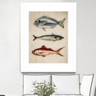 Trio of Ocean Life by Emel Tunaboylu on GIANT ART - animals vintage fish illustration