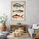 Trio of Ocean Life by Emel Tunaboylu on GIANT ART - animals vintage fish illustration