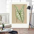 Green Caladium Belleymii Leaf Illustration by Les Plantes a on GIANT ART - flowers and plants vintage botanical