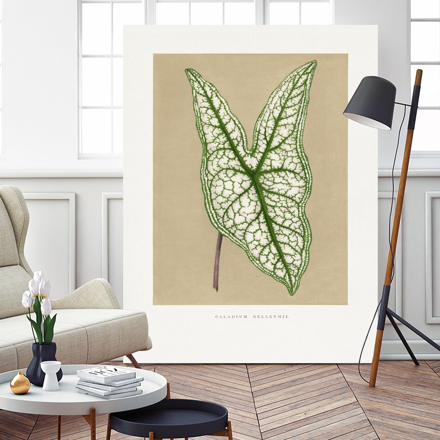 Green Caladium Belleymii Leaf Illustration by Les Plantes a on GIANT ART - flowers and plants vintage botanical