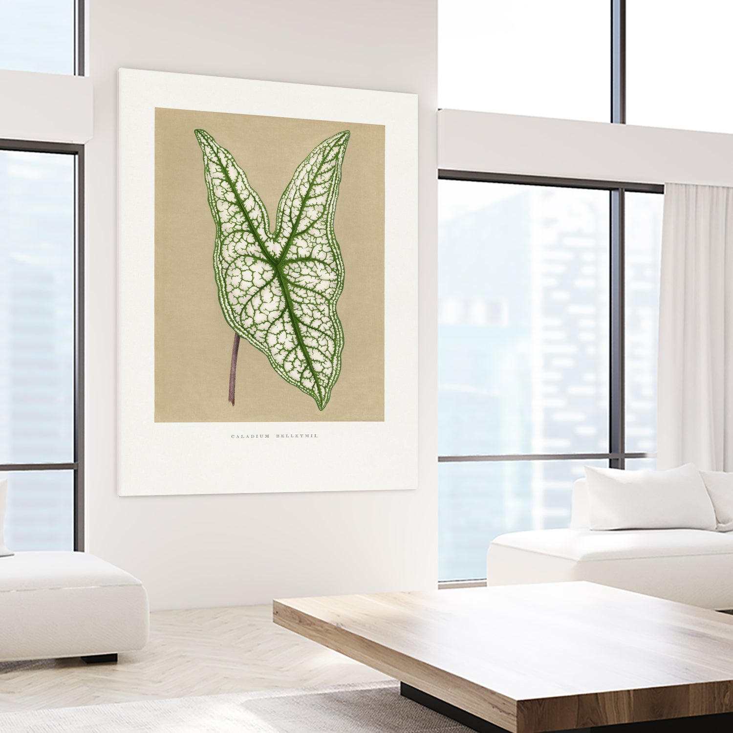 Green Caladium Belleymii Leaf Illustration by Les Plantes a on GIANT ART - flowers and plants vintage botanical