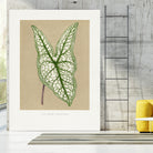 Green Caladium Belleymii Leaf Illustration by Les Plantes a on GIANT ART - flowers and plants vintage botanical