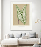 Green Caladium Belleymii Leaf Illustration by Les Plantes a on GIANT ART - flowers and plants vintage botanical