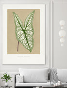 Green Caladium Belleymii Leaf Illustration by Les Plantes a on GIANT ART - flowers and plants vintage botanical