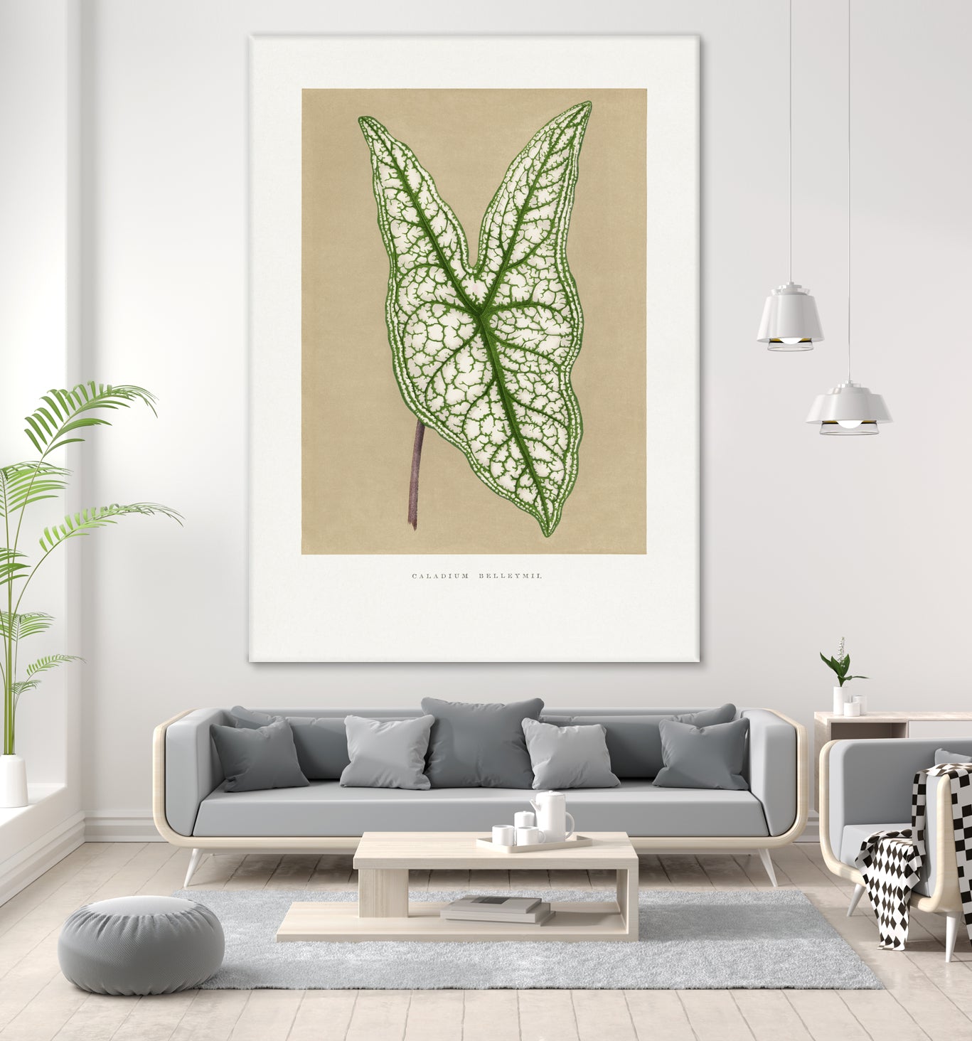 Green Caladium Belleymii Leaf Illustration by Les Plantes a on GIANT ART - flowers and plants vintage botanical
