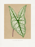 Green Caladium Belleymii Leaf Illustration by Les Plantes a on GIANT ART - flowers and plants vintage botanical